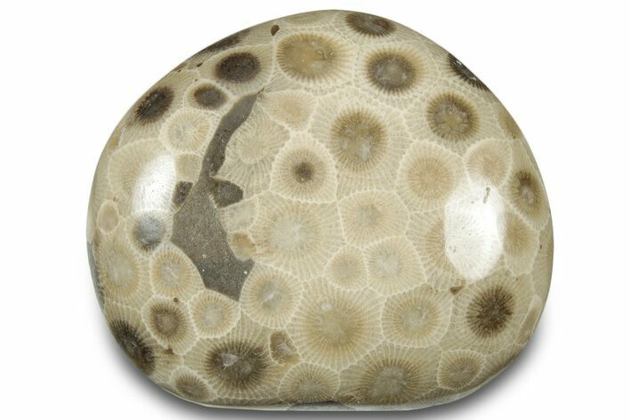 Polished Petoskey Stone (Fossil Coral) - Michigan #322978